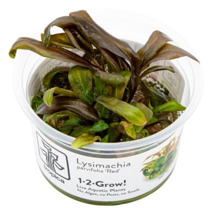 Tropica Lysimachia parvifolia 'Red' 1-2-Grow!