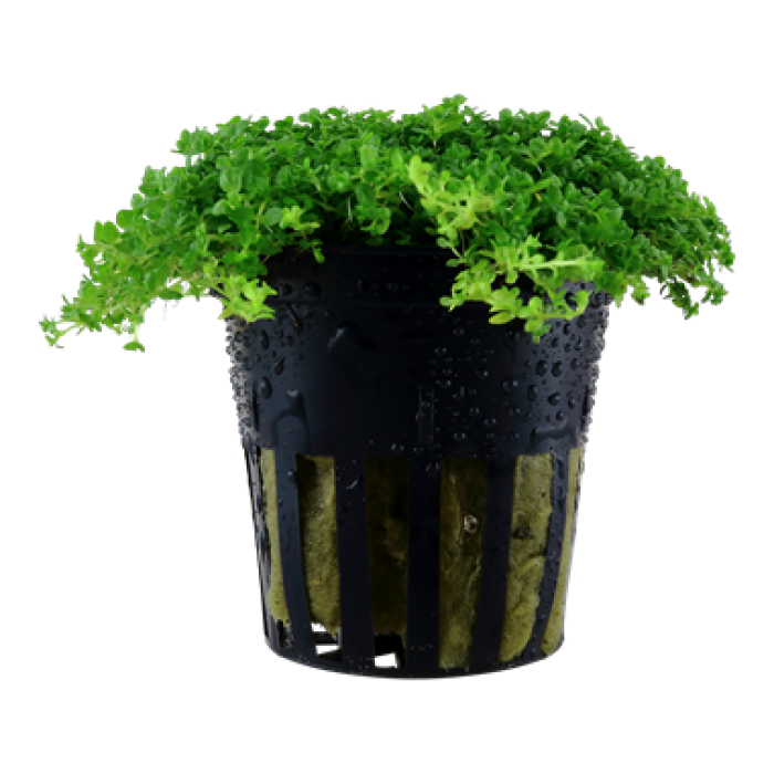 Tropica Micranthemum callitrichoides 'Cuba'