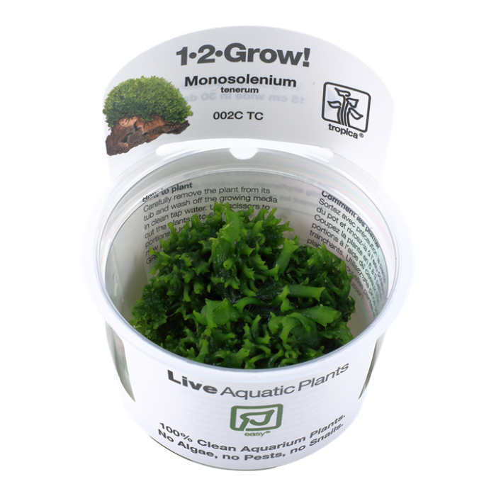 Tropica Monosolenium tenerum 1-2-Grow!