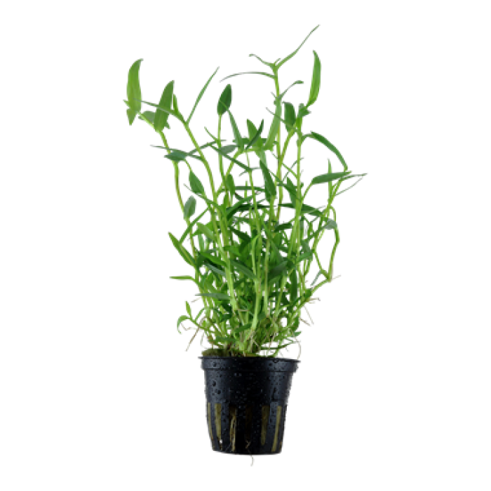 Tropica Murdannia keisak