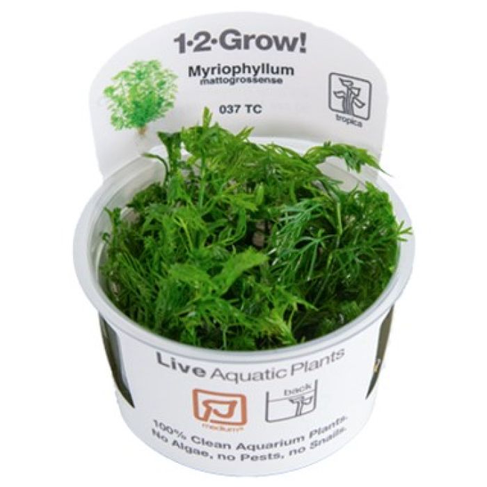 Tropica Myriophyllum mattogrossense 1-2-Grow!