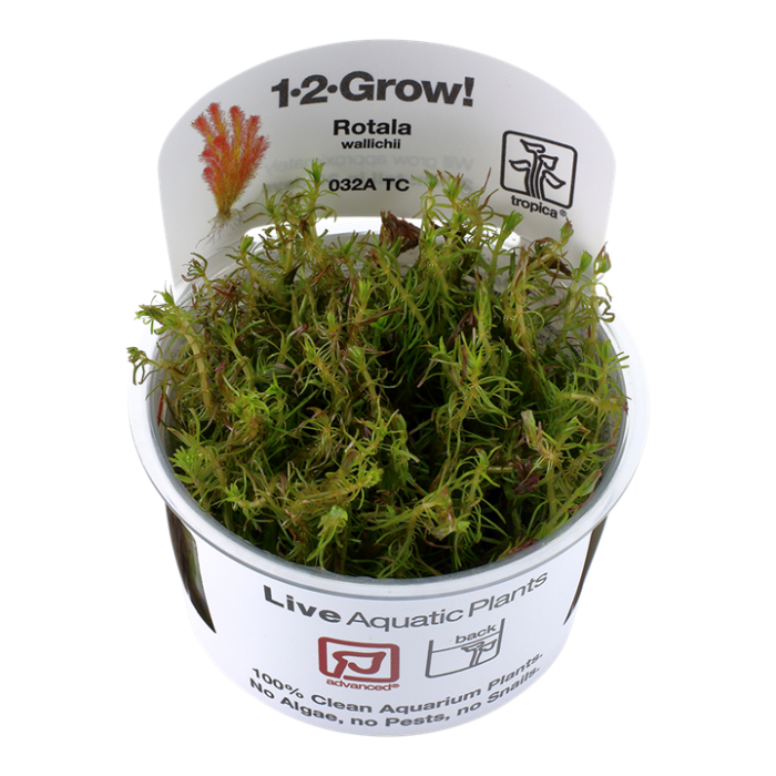 Tropica Rotala wallichii 1-2-Grow!