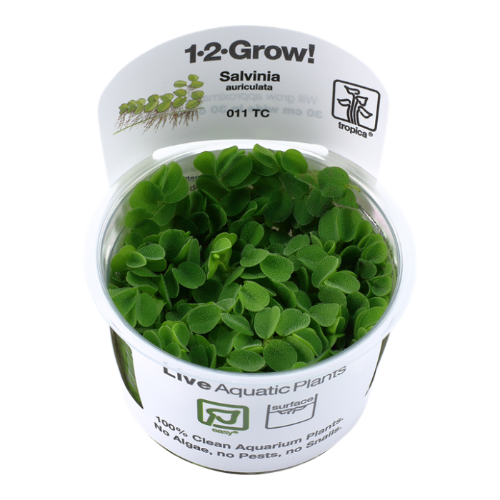 Tropica Salvinia minima 1-2-Grow!