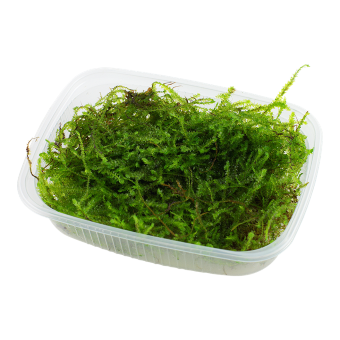 Tropica Taxiphyllum barbieri 'Bogor Moss' in porzione