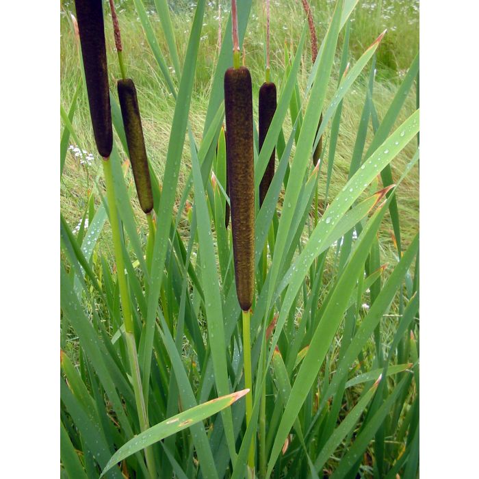 Typha Latifolia