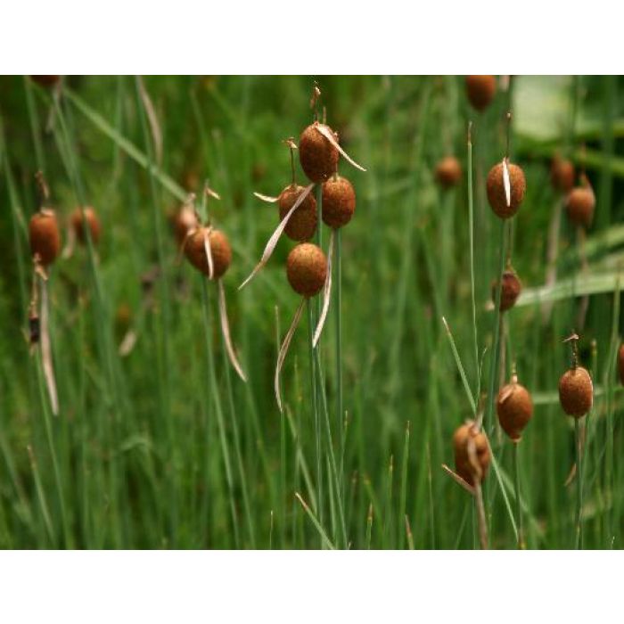 Typha Minima