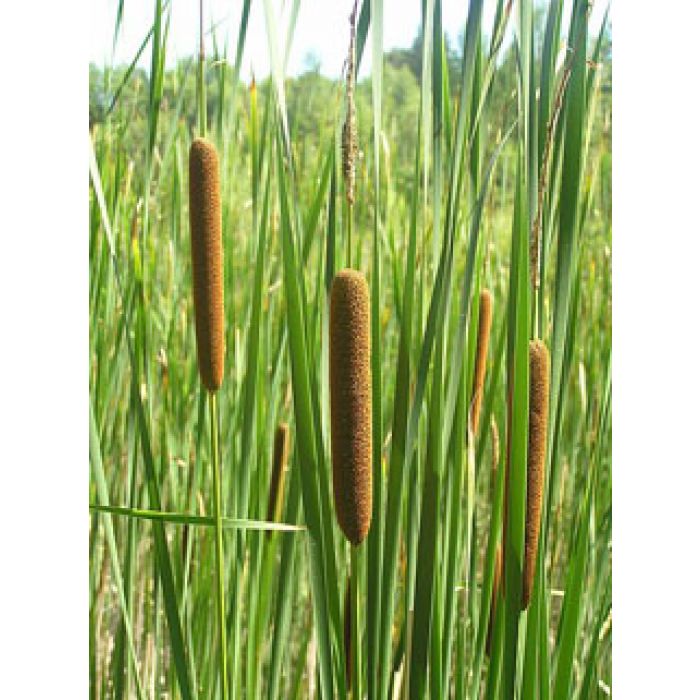 Typha Angustifolia