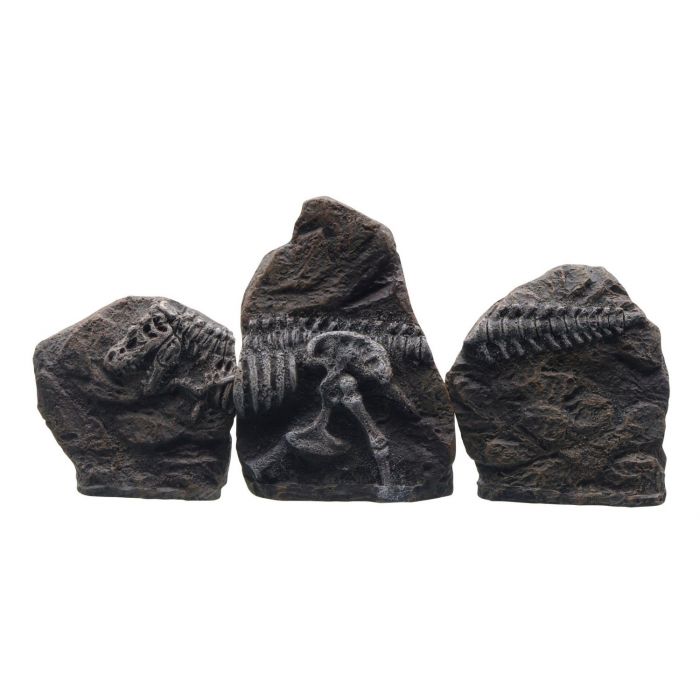 Tyrannosaurus-rex Fossil 3 Pezzi