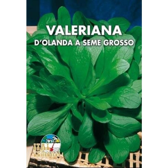 Semi di Valeriana D'Olanda