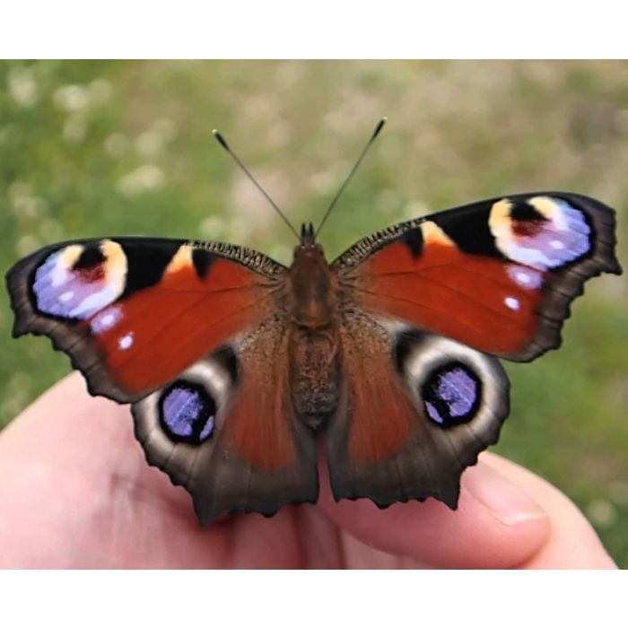 Farfalla Vanessa occhio di pavone (Inachis Io) - 6 Bruchi