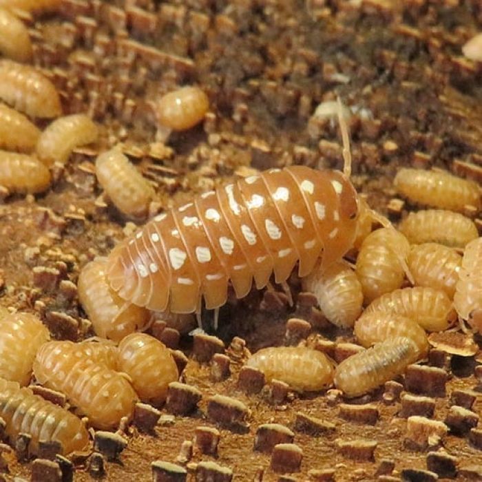 Armadillidium werneri "Orange" 10 pezzi