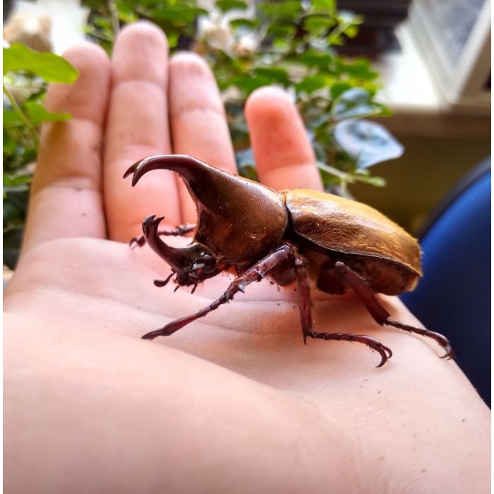 Xylotrupes pubescens