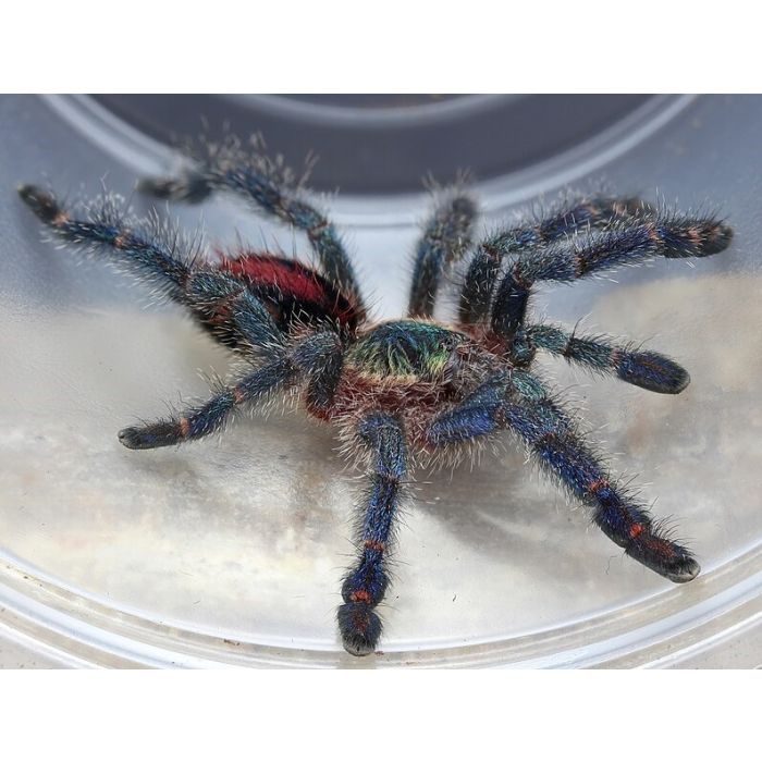 Ybyrapora diversipes