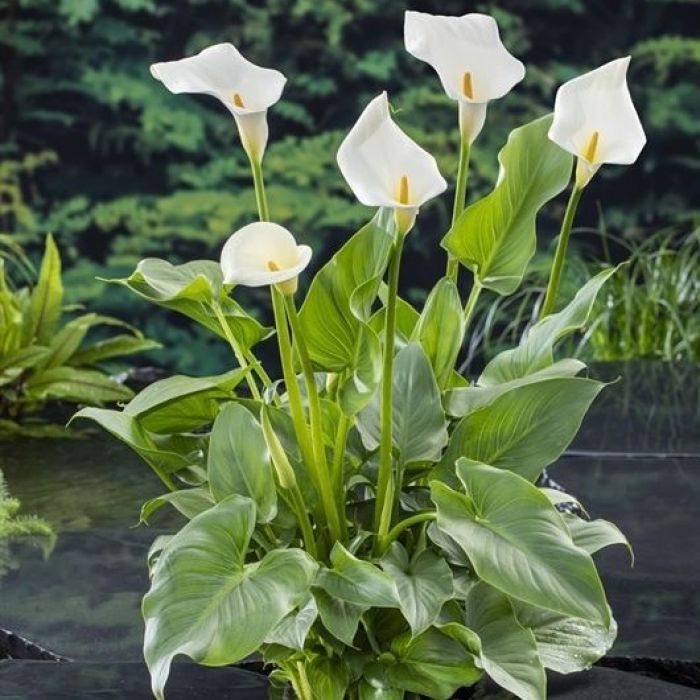 Zantedeschia ahetiopica