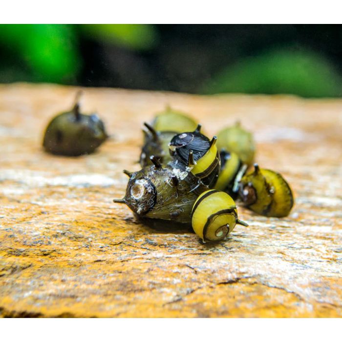 Zebra Horned Neritine Snail - Clithon Corona/Diadema - 2 esemplari