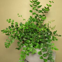Pellae Pellaea Rotundifolia