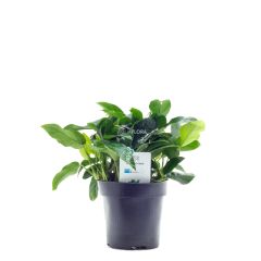 Aquaflora - Anubias barteri var. nana XL "Pianta Madre"