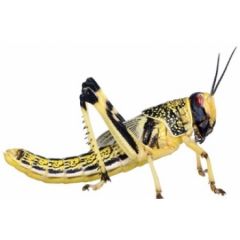 Locusta gregaria - Box 50 pezzi