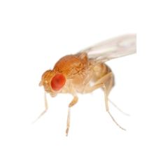 1/2 Litro Drosophila Melanogaster