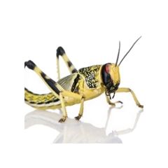 Locusta gregaria - Box 100 pezzi