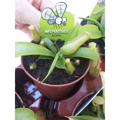 Pianta Carnivora Nepenthes Alata