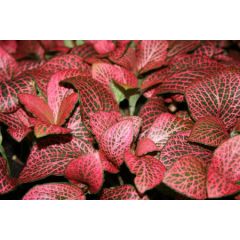 Fittonia Sp. Red