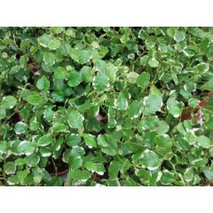 Ficus Pumila "sonny"