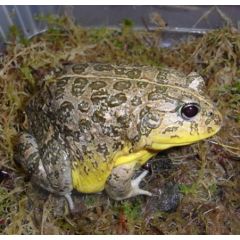 Pyxicephalus edulis - Rana toro minore
