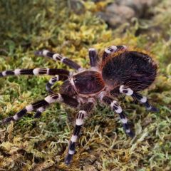 Acanthoscurria geniculata