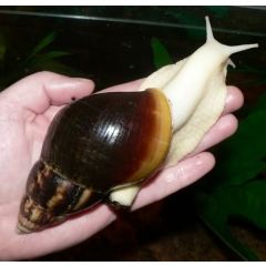 Achatina Fulica White Jade - Lumaca Gigante Albina