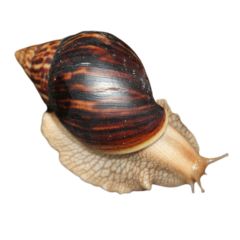 Achatina immaculata
