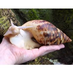 Achatina Reticulata Albina - Lumaca Gigante Africana Albina