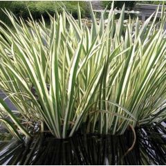 Acorus Calamus 'Variegatus'