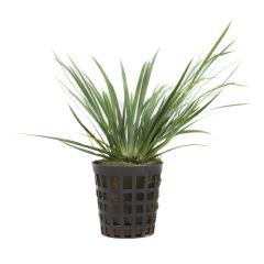 Acorus Gramineus 'Pussilus'