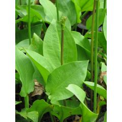 Alisma plantago aquatica