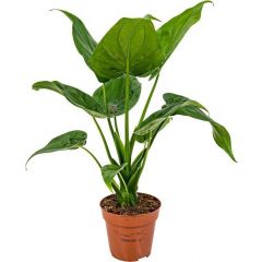 Alocasia Cucullata “Mano di Buddha”