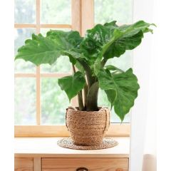 Alocasia Low Rider 60cm