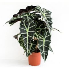 Alocasia Polly - 25cm