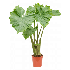 Alocasia Portodora 70-90cm