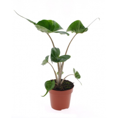 Alocasia macrorrhiza Stingray