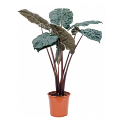 Alocasia “Yucatan Princess”