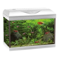 Acquario Basic Led - Amtra