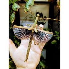 Anchiale briareus