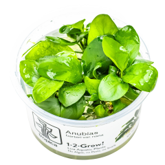Tropica Anubias barteri nana 1-2-Grow!