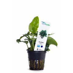 Anubias Barteri var. Nana