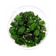 Anubias barteri var. nana 'Bonsai' in Vitro