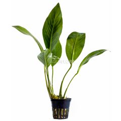 Anubias Congensis