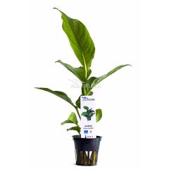 Anubias Heterophylla