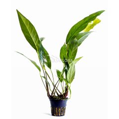 Anubias Lanceolata