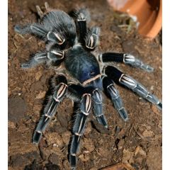 Aphonopelma seemanni XL